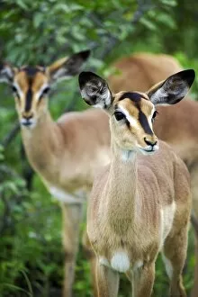 South West Africa Gallery: Black Faced Impala
