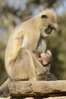 Black Faced Long Tailed Langur Monkey with baby, Ranthambore National Park, Rajasthan