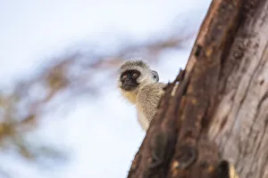 Images Dated 11th November 2020: Black faced vervet monkey, Serengeti, Tanzania