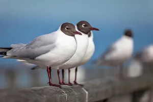 Images Dated 2nd November 2022: Black-headed gulls (Chroicocephalus ridibundus) at the pier of Prerow