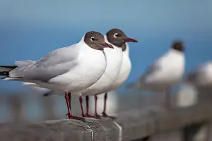Baltic Sea Prints: Black-headed gulls (Chroicocephalus ridibundus) at the pier of Prerow