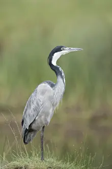 Black-headed Heron (Ardea melanocephala)<br>Serengeti National Park, Tanzania