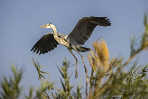 Zambezi River Gallery: Black-headed heron taking flight from island of reeds in the Zambezi River