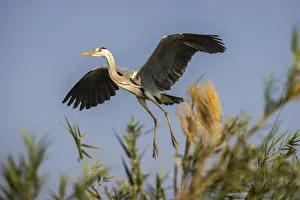 Reeds Prints: Black-headed heron taking flight from island of reeds in the Zambezi River