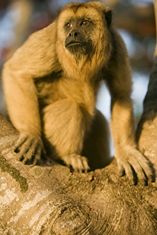Wild Animal Gallery: Black Howler Monkey climbing a tree on the working