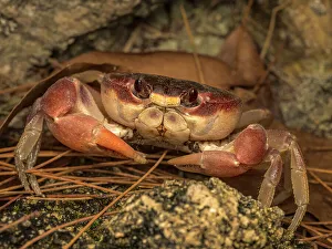 Crustacean Prints: Black Land Crab (Gecarcinus ruricola), Grand Cayman, Cayman Islands, BWI