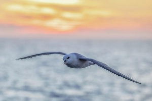 Seagull Prints: black-legged kittiwake, Rissa tridactyla, in Svalbard, Norway