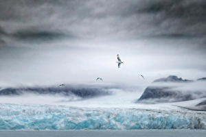 Arctic Ocean Prints: black-legged kittiwake, Rissa tridactyla, in Northern Spitsbergen, Svalbard, Norway