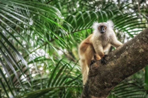 Cute Gallery: black lemur (Eulemur macaco) in Palmarium reserve, Eastern Madagascar