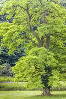 Wiltshire Prints: Black Locust in the park at Castle Combe Manor House, Wiltshire, England