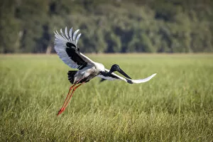 Northern Territory Gallery: Black-necked Stork (Ephippiorhynchus asiaticus) or Jabiru, taking flight, Bamurru Plains