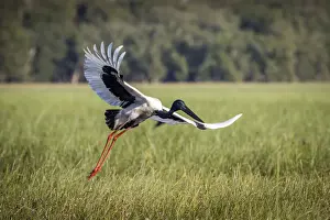 Northern Territory Prints: Black-necked Stork (Ephippiorhynchus asiaticus) or Jabiru, taking flight, Bamurru Plains