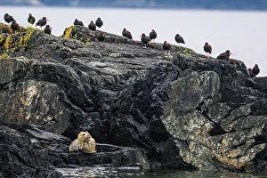 Loafing Prints: Black oystercatchers, Holkham Bay, Alaska, USA