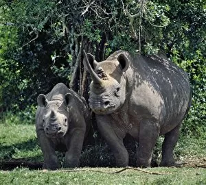 Aberdare Mountains Gallery: A black rhino and calf in the Aberdare Natrional Park