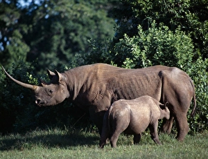 Animal Behaviour Prints: A black rhino and calf in the Salient of the Aberdare National Park