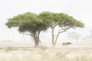 Rhino Prints: Black Rhino in Lake Nakuru National Park, Kenya