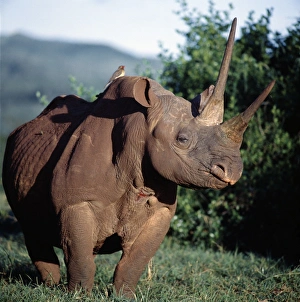 Animal Behaviour Prints: A black rhino in the Salient of the Aberdare National Park