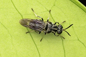 San Jose Prints: Black soldier fly (Hermetia illucens), San Jose, Costa Rica