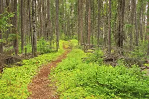 Black spruce trees and lmoss covered forest floor in the Boreal forest Pisew Falls Provincial Park, Manitoba, Canada