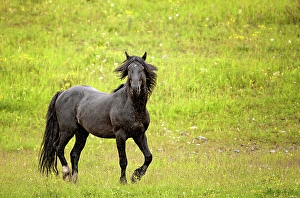 Rain Prints: A black stallion runs in the rain in Alberta, Canada