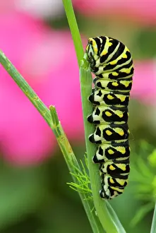Winnipeg Prints: Black swallowtail caterpillar on garden dill Winnipeg, Manitoba, Canada