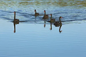 Westland Prints: Black swan flock - New Zealand, South Island, West Coast, Westland, Hokitika