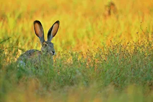 Environmental Prints: Black-tailed Jackrabbit (Lepus californicus), Rio Grande City, Texas, USA