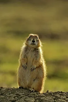 Great Plains Prints: Black tailed prairie dog (Cynomys ludovicianus), Theodore Roosevelt NP, North Dakota, USA