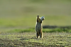 Great Plains Prints: Black tailed prairie dog (Cynomys ludovicianus), Theodore Roosevelt NP, North Dakota, USA