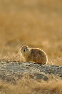Rodents Prints: Black tailed prairie dog (Cynomys ludovicianus)