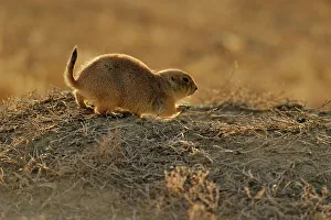 Rodents Prints: Black tailed prairie dog (Cynomys ludovicianus)