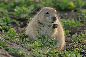 Small Mammals Prints: Black tailed prairie dog (Cynomys ludovicianus), Theodore Roosevelt NP, North Dakota, USA