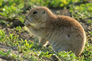 Small Mammals Prints: Black tailed prairie dog (Cynomys ludovicianus), Theodore Roosevelt NP, North Dakota, USA