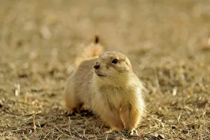 Black tailed prairie dog (Cynomys ludovicianus), Theodore Roosevelt NP (South Unit), North Dakota, USA