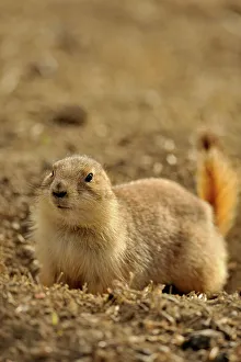 Q3 2024 Prints: Black tailed prairie dog (Cynomys ludovicianus)