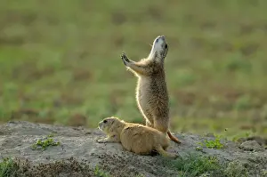 Small Mammals Prints: Black tailed prairie dog (Cynomys ludovicianus) Alert at burrow