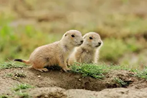 Rodents Prints: Black tailed prairie dog (Cynomys ludovicianus) Babies