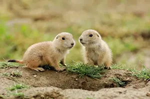 Black tailed prairie dog (Cynomys ludovicianus) Babies, Theodore Roosevelt NP, North Dakota, USA