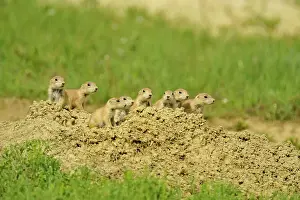 Great Plains Prints: Black tailed prairie dog (Cynomys ludovicianus) Babies at den entrance