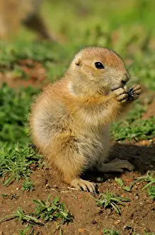 Q3 2024 Prints: Black tailed prairie dog (Cynomys ludovicianus) baby