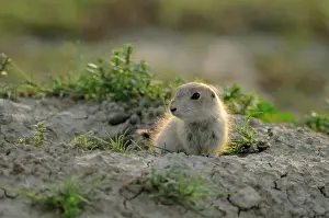 Small Mammals Prints: Black tailed prairie dog (Cynomys ludovicianus) baby at burrow entrance