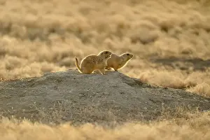 Rodents Prints: Black tailed prairie dog (Cynomys ludovicianus) barking