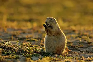 Great Plains Prints: Black-tailed prairie dog (Cynomys ludovicianus) feeding
