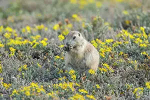 Black-tailed prairie dog (Cynomys ludovicianus) Feeding in patch of late-summer asters, Theodore Roosevelt NP (South Unit), North Dakota, USA