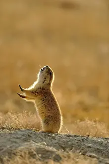 Rodents Prints: Black tailed prairie dog (Cynomys ludovicianus) jump yipping