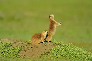Great Plains Prints: Black tailed prairie dog (Cynomys ludovicianus)Three interacting adults adult/siblings at den entrance