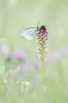 Pair Prints: Black-veined white (Aporia cartaegi) roosting on Burnt Orchid (Orchis ustulata)