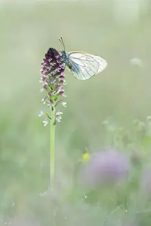 Bulgaria Prints: Black-veined white (Aporia cartaegi) roosting on Burnt Orchid (Orchis ustulata)