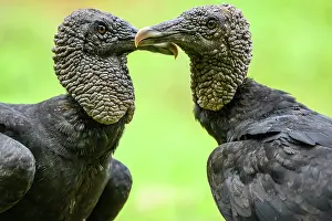 Vultures Prints: Black vulture (Coragyps atratus)