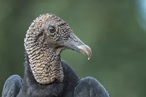 Tropical Bird Prints: Black Vulture (Coragyps atratus), Costa Rica